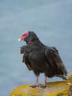 Turkey vulture portrait. South America, Falkland Islands, Saunders Island Art Print